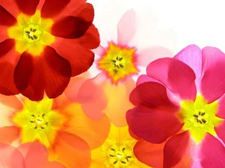 Cercles muraux Macro Close-up de fleur de primevère sur fond blanc