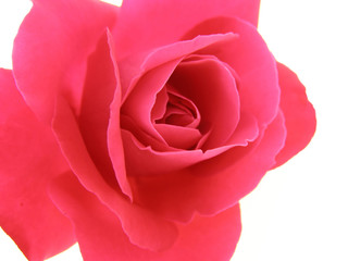 Close-up de fleur rose rouge sur fond blanc