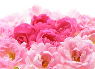 Crédence de cuisine en verre imprimé Macro Close-up de fleurs roses roses sur fond blanc