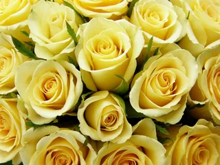 Papier Peint photo Macro Gros plan du bouquet de fleurs de roses jaunes