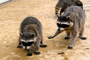 raccoons hanging out at a junk yard in the middle of the day