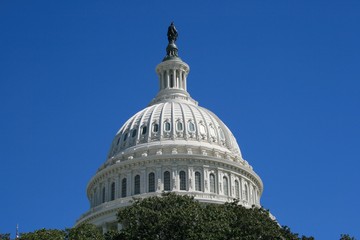 Fototapeta premium Capitol & Trees
