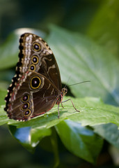 Fototapeta na wymiar Butterfly on leaf