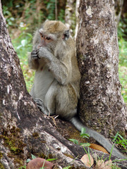 Macaque