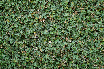 natural green wall of fence or hedge