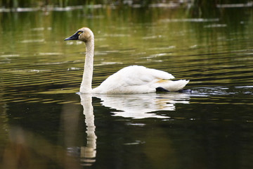 Naklejka premium Canadian Goose