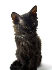 Black kitten looking attentively on a white background