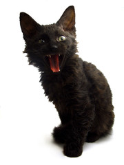 Black kitten with angry face expression on a white background
