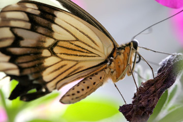 Close up shot of butter fly on a flower 