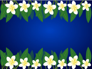 a border of frangipani flowers over blue