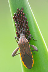 Bugs laying eggs