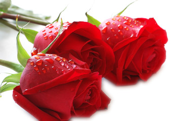 Three roses with water drops  isolated on the white