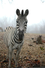 A unique image of a zebra on a very foggy winter day.