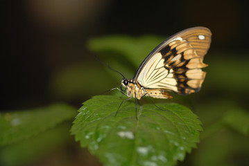 A medium sized butterfly from Peru 