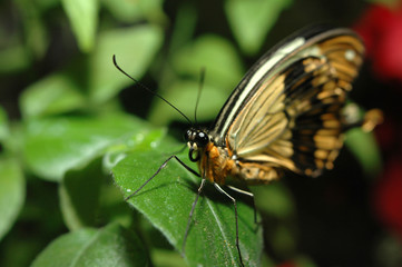  South American swallowtail butterfly 