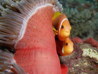 Anemone mit Clownfischpaar