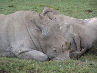 Rhinos resting