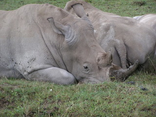 Rhinos resting