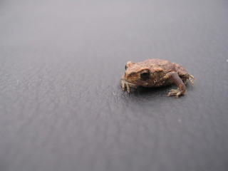 a small brown frog