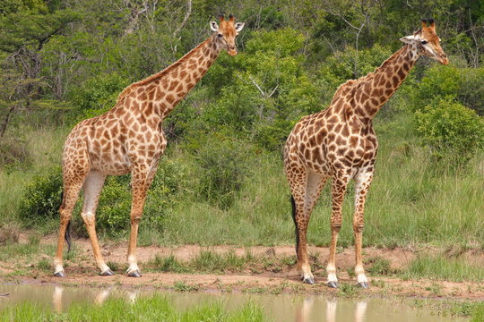 Giraffes (Giraffa cameloparadalis) at the waterhole