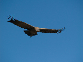 Flying condor in the Colca canyon,Peru