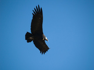 Flying condor in the Colca canyon,Peru