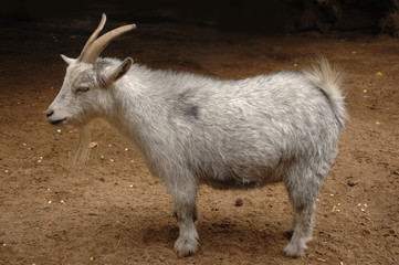 Billy goat