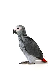 Foto op Canvas red tale parrot isolated on white © Ramona Smiers