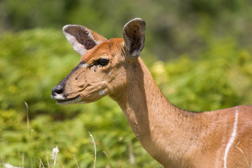 A head and shoulders shot of a female kudu.