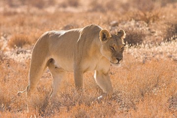 Lioness (Panthera  leo)