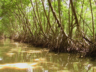 Obraz premium Palétuviers dans la mangrove