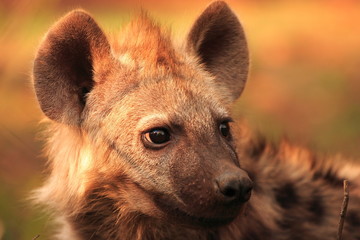 Hyena Youngster Portrait (Crocuta  crocuta)