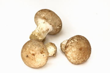 Champignons de Paris