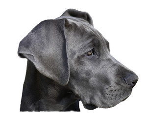 Portrait of a young great dane. Isolated on a white background