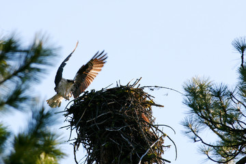 Osprey Catching the Morning Sun