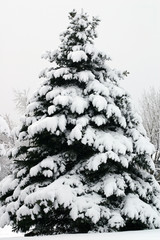 Christmas Tree With Snow