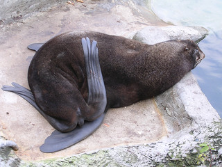 Seal in the zoo