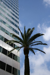Fototapeta na wymiar Skyscraper with palm tree