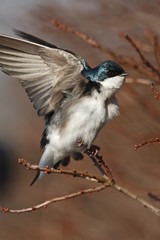 tree swallow