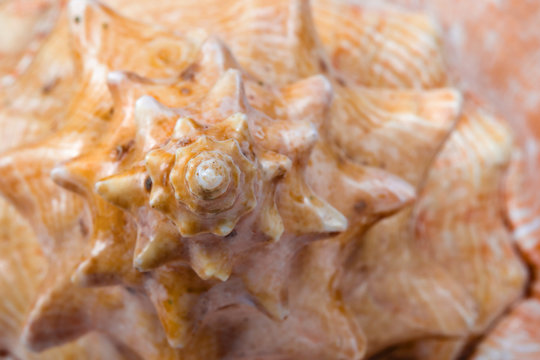 Spiral on conch, close-up, nature background