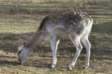 biche