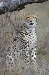 Cheeath photographed at Mala Mala 