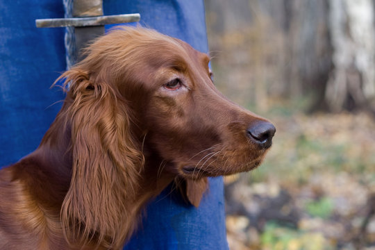 irish setter with sword