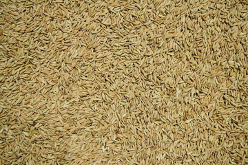 rice drying