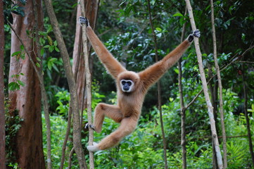 monkey hanging on tree