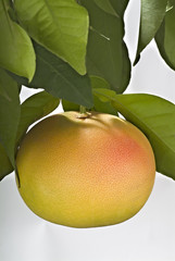 Pink or blood Grapefruit hanging on branch and isolated on white