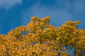 Fototapeta premium Herbsthimmel