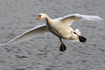 Shot (snapshot) of the flying swan