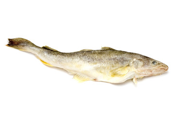 object on white - seafood - fresh fish - navaga