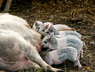 Piglets feeding